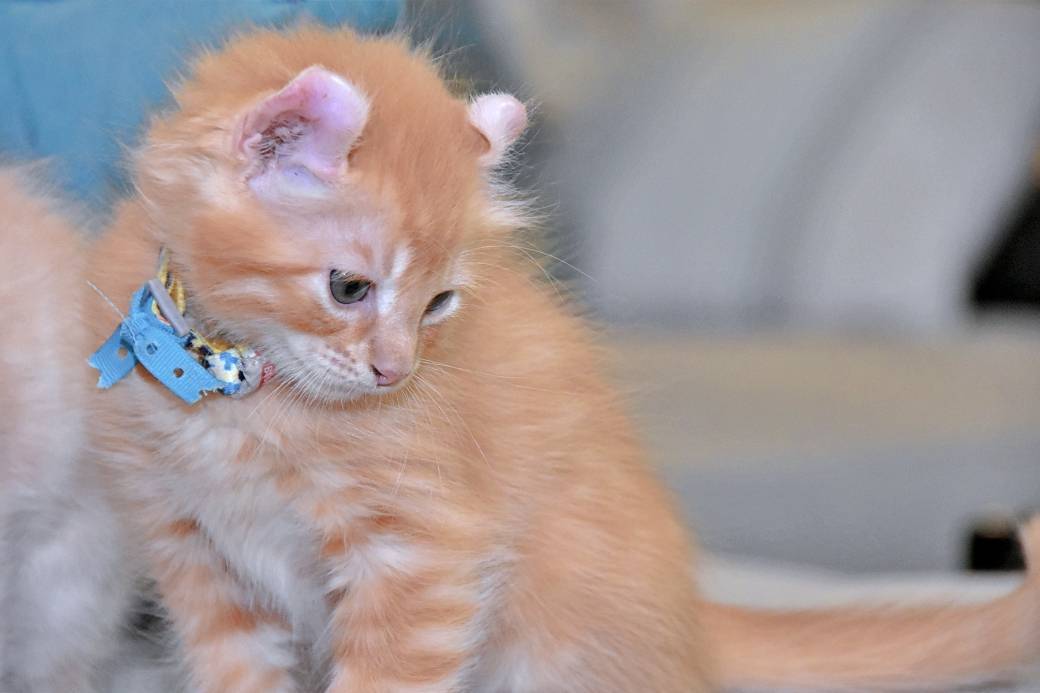A réserver chatons American Curl quatrième