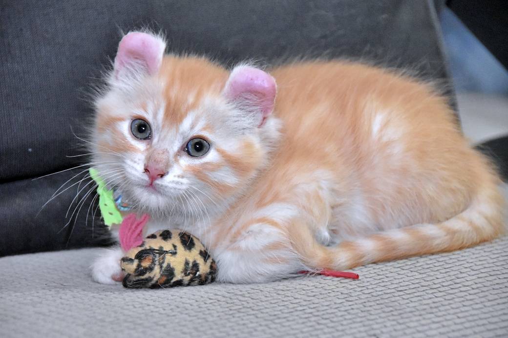 A réserver chatons American Curl quatrième
