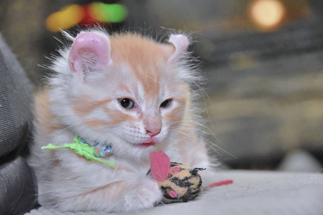 A réserver chatons American Curl septième