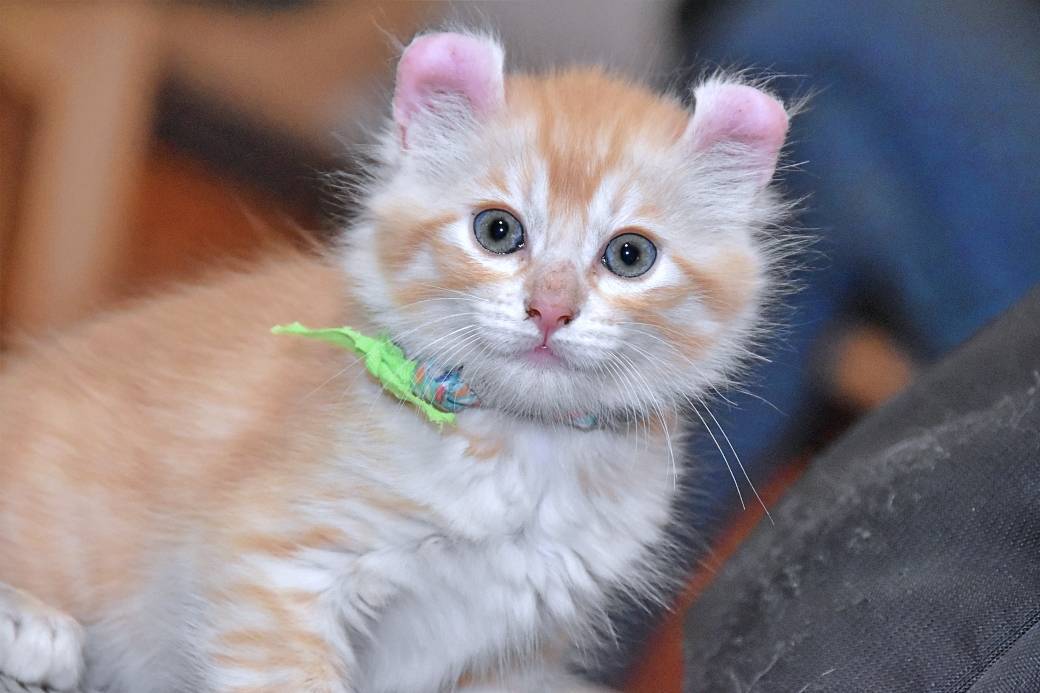 A réserver chatons American Curl quatrième