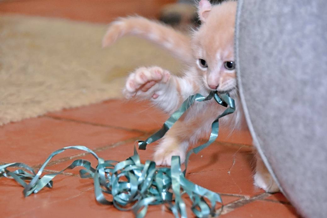 A réserver chatons American Curl première