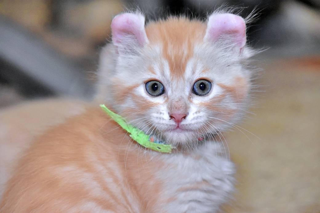 A réserver chatons American Curl huitième
