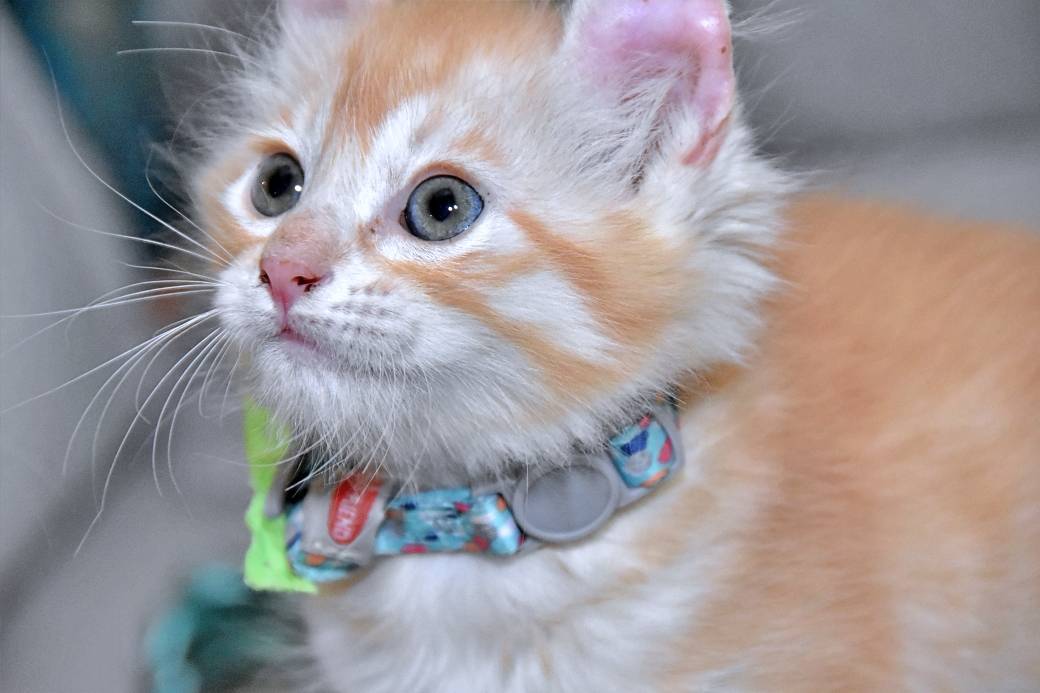 A réserver chatons American Curl septième