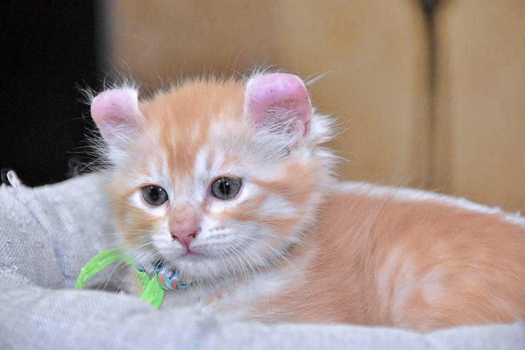 A réserver chatons American Curl sixième