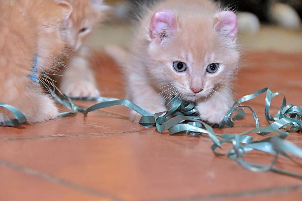 A réserver chatons American Curl troisième