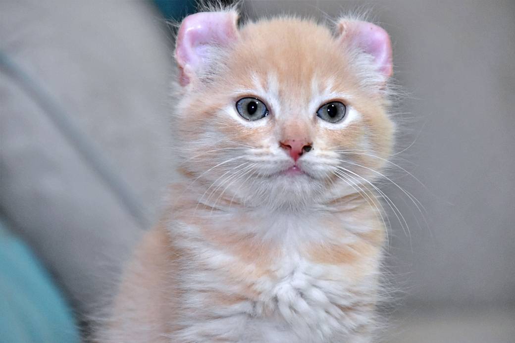 A réserver chatons American Curl troisième