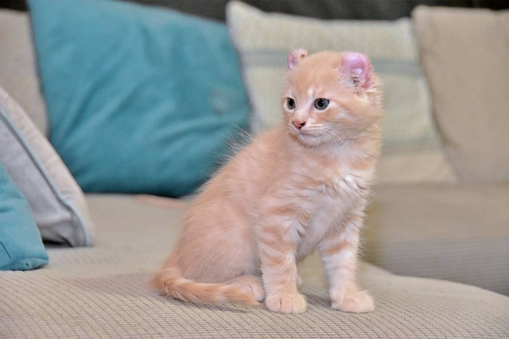 A réserver chatons American Curl huitième