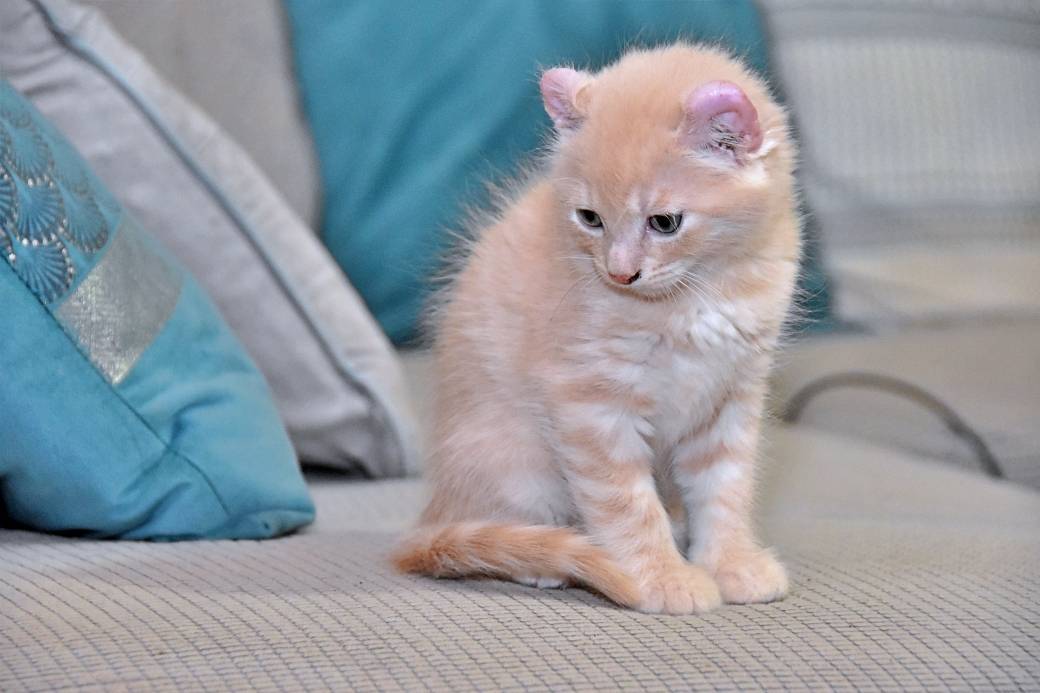 A réserver chatons American Curl troisième