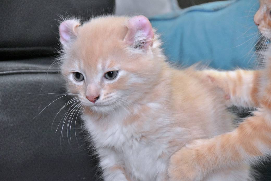 A réserver chatons American Curl septième