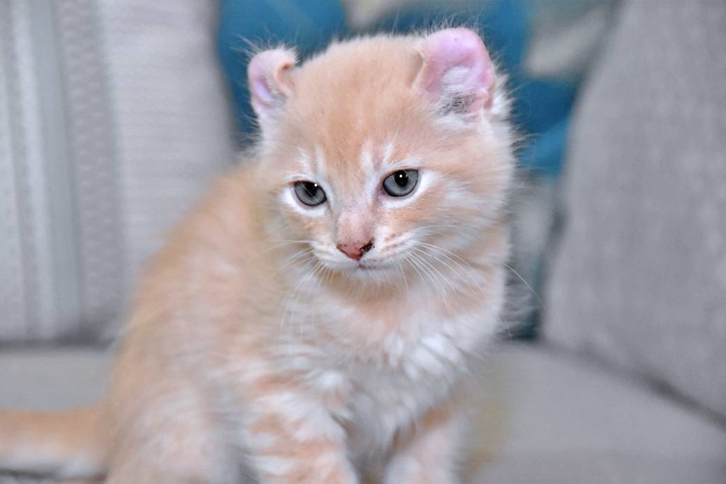 A réserver chatons American Curl deuxième