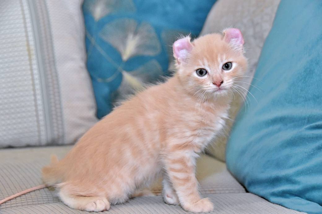 A réserver chatons American Curl deuxième