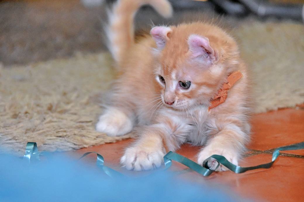 A réserver chatons American Curl troisième