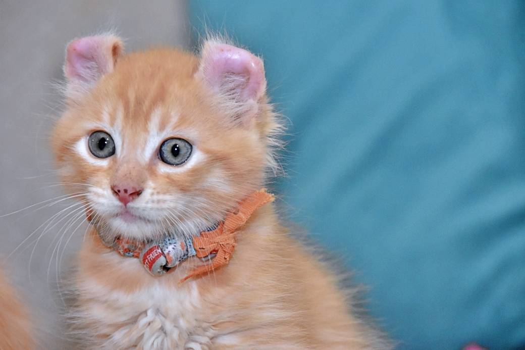 A réserver chatons American Curl deuxième