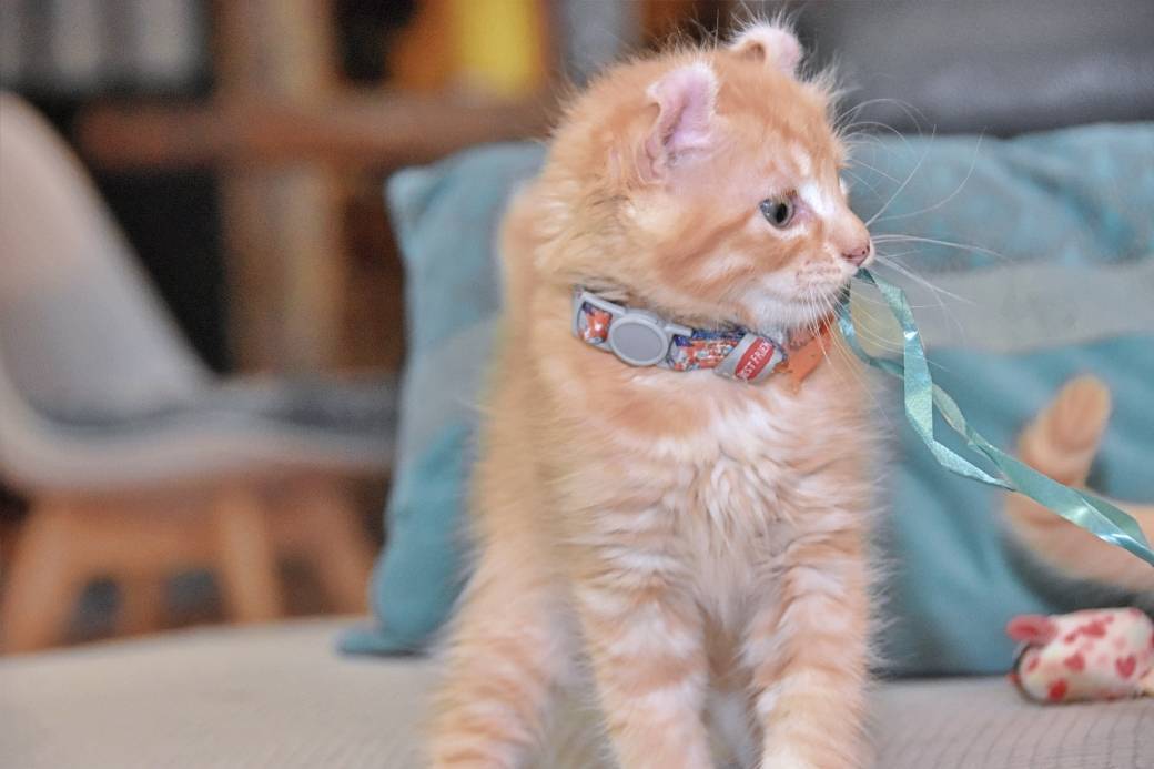 A réserver chatons American Curl troisième