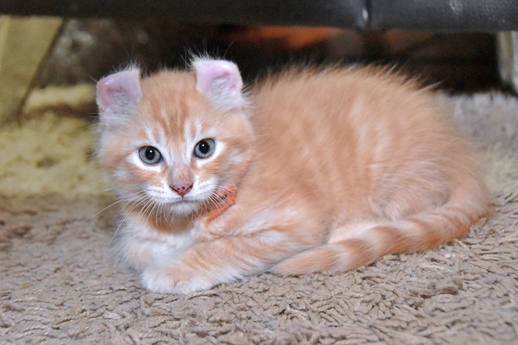 A réserver chatons American Curl septième