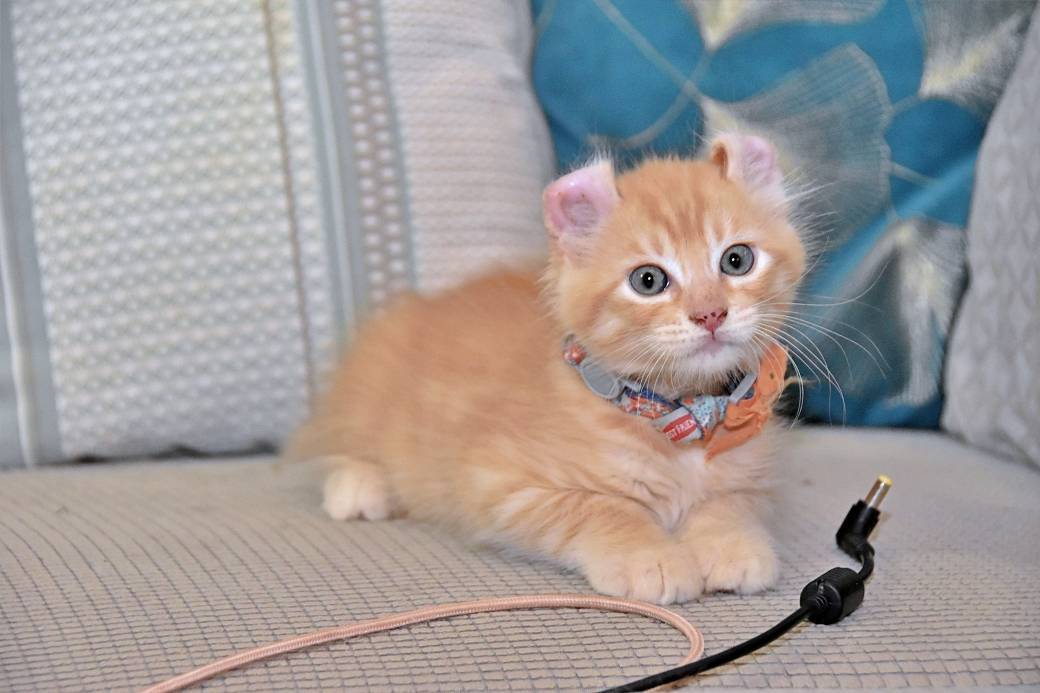 A réserver chatons American Curl première
