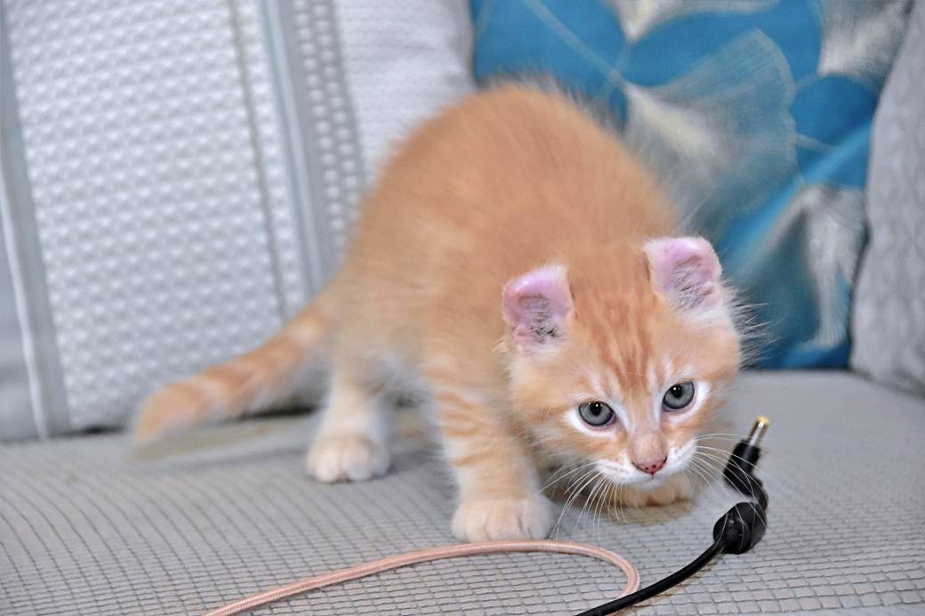 A réserver chatons American Curl première