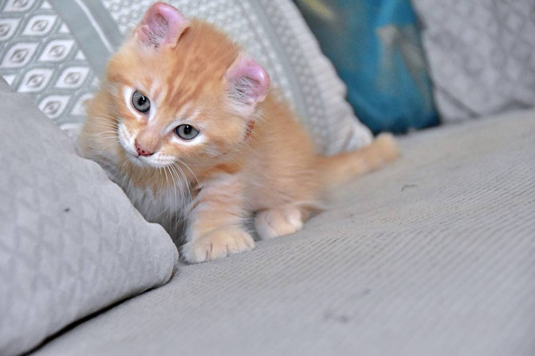 A réserver chatons American Curl troisième