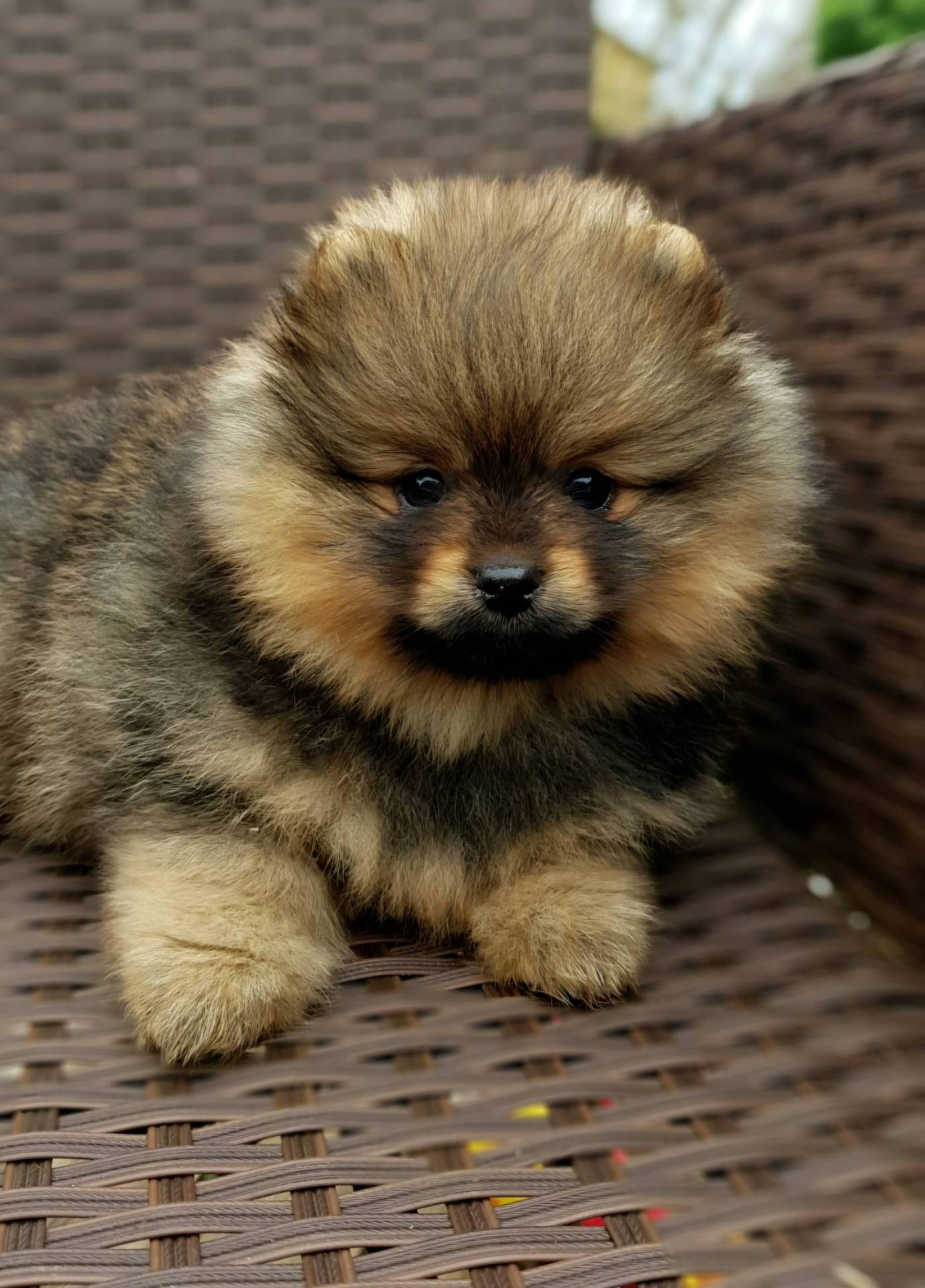 Chiot Spitz Allemand Pomeranien Inscrit au L.O.F troisième