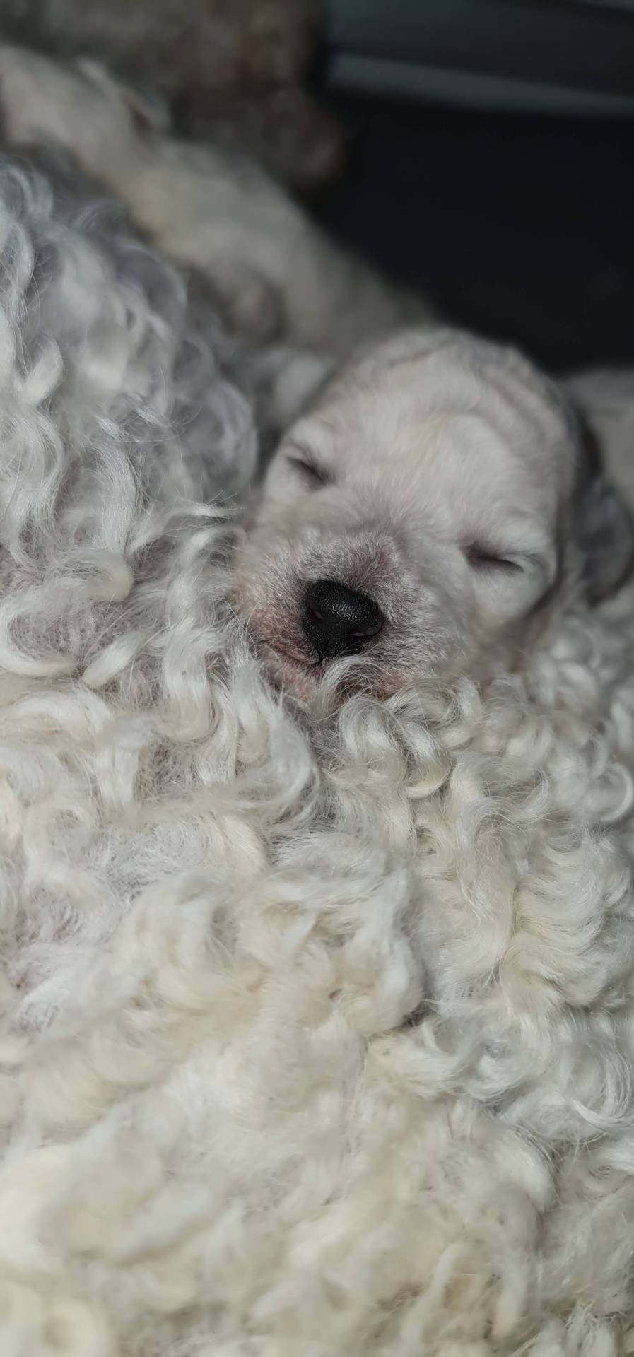 Chiot Bichon Frisé  huitième