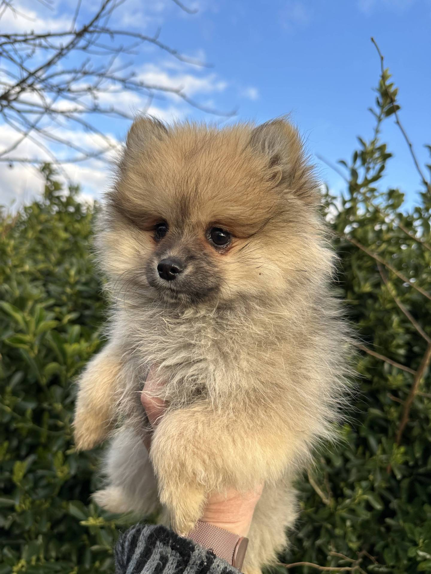 Mâle spitz sable disponible huitième