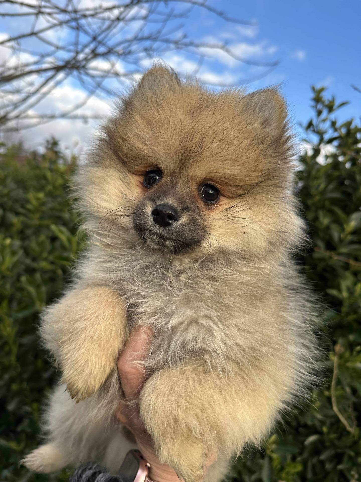 Mâle spitz sable disponible huitième