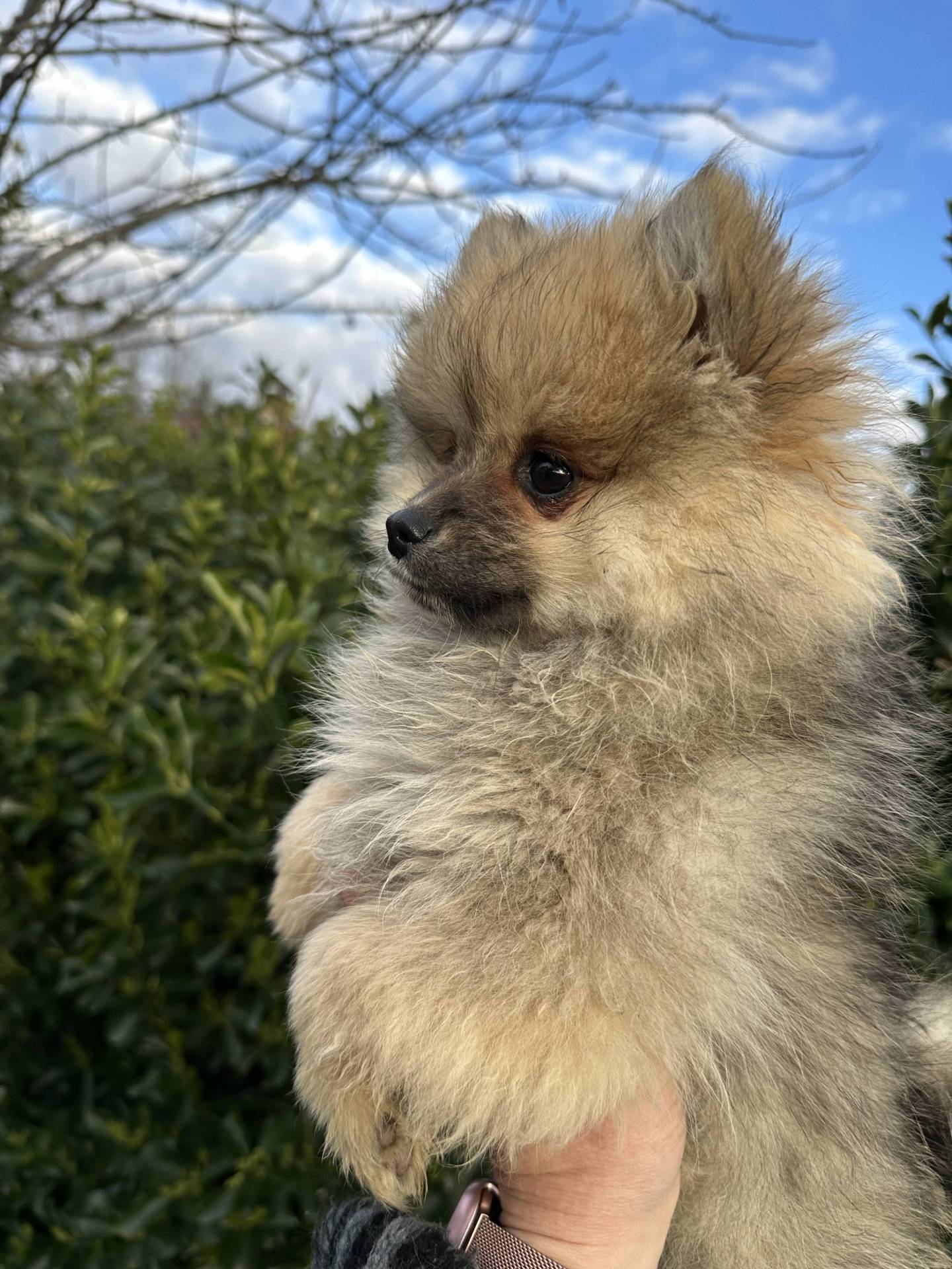 Mâle spitz sable disponible cinquième