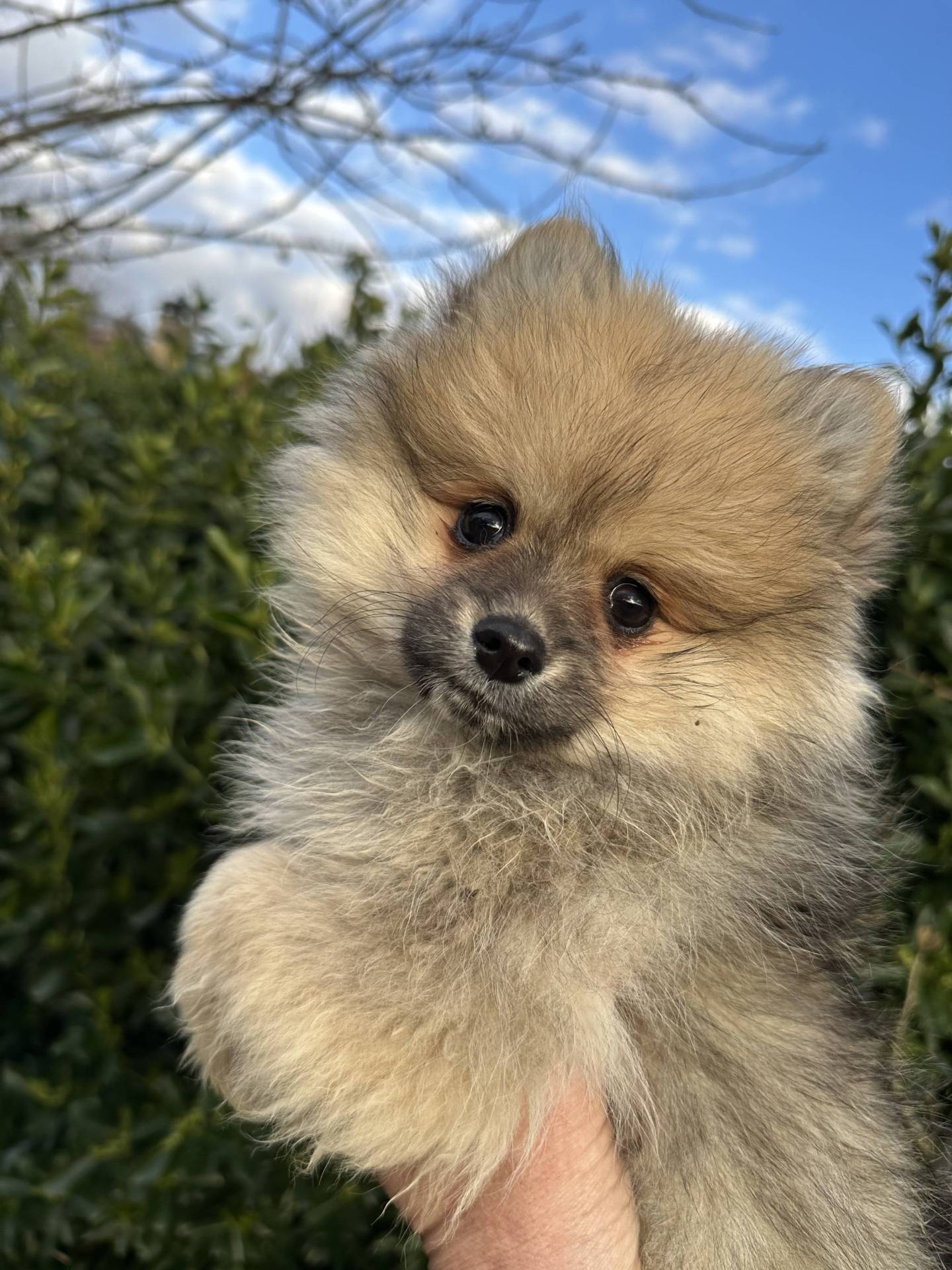 Mâle spitz sable disponible première