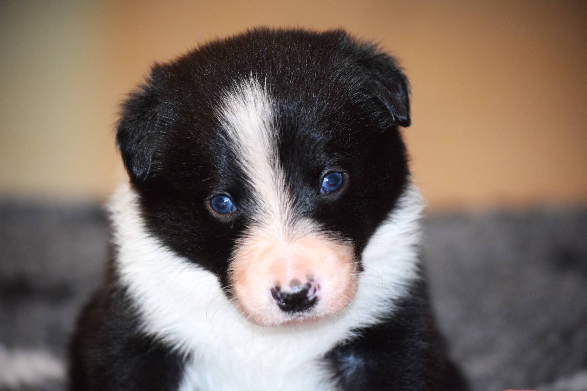 Chiots Border collie Lof septième