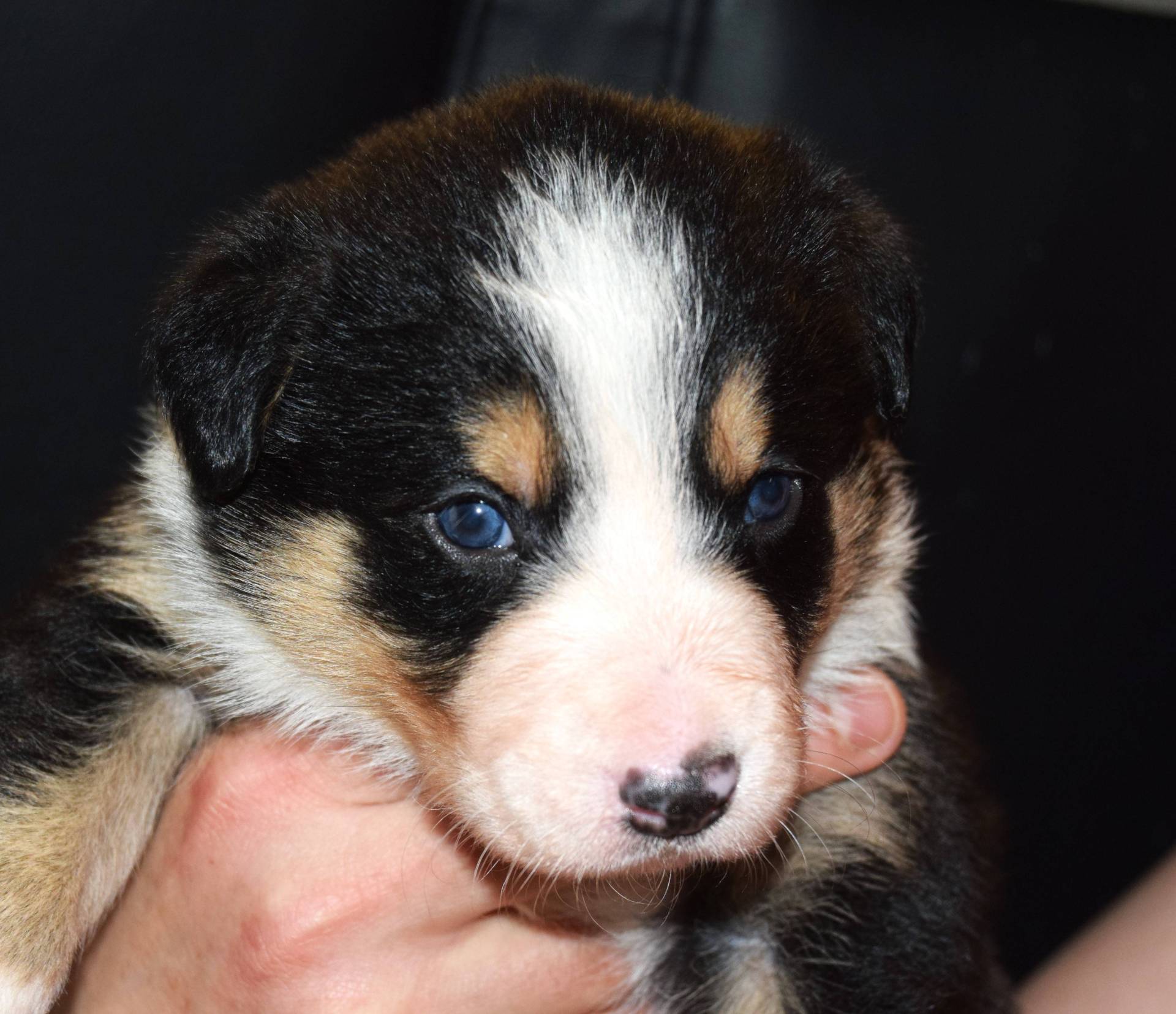 Chiots Border collie Lof quatrième