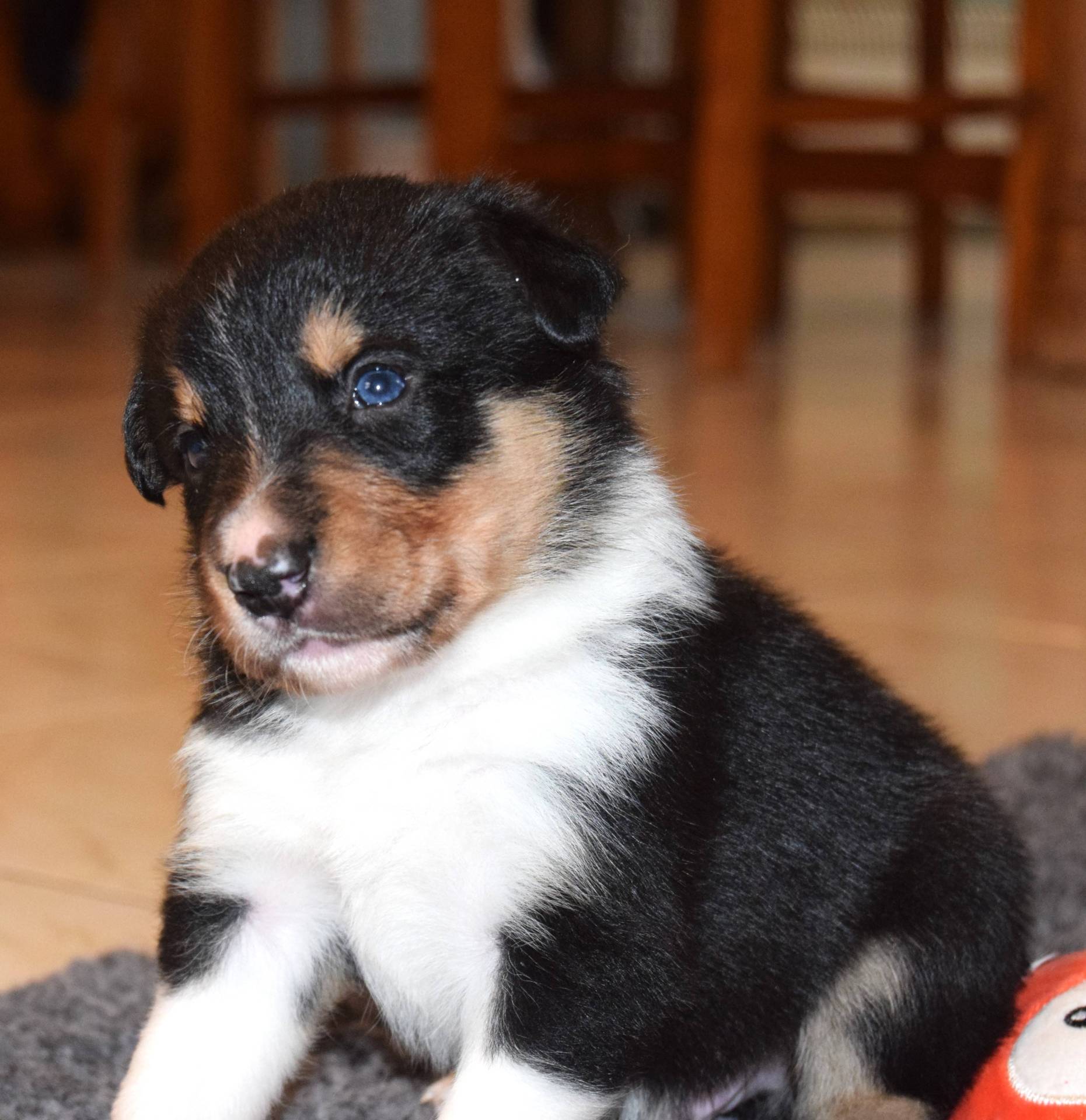 Chiots Border collie Lof cinquième
