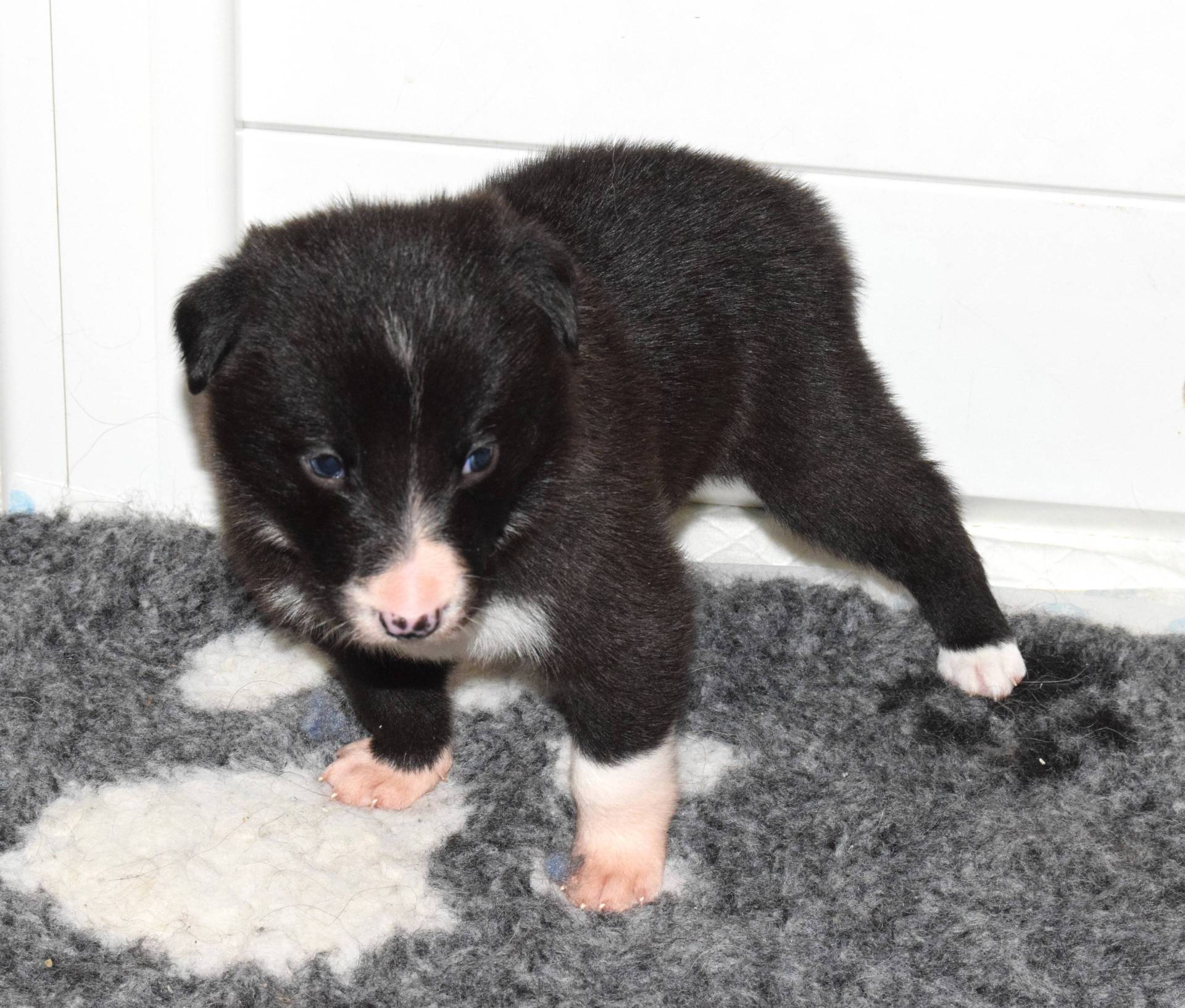 Chiots Border collie Lof quatrième
