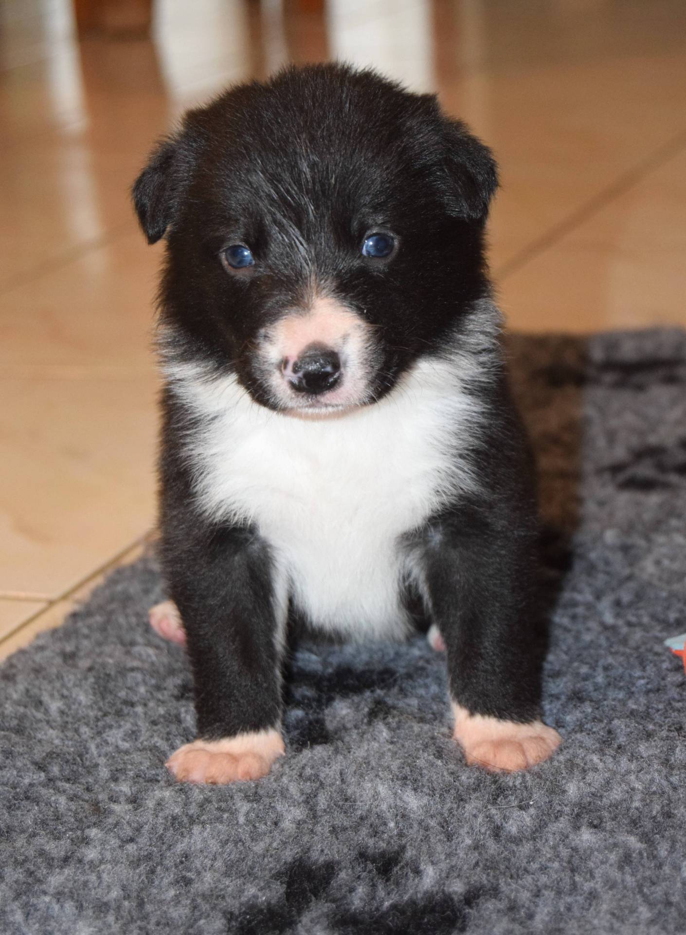 Chiots Border collie Lof troisième