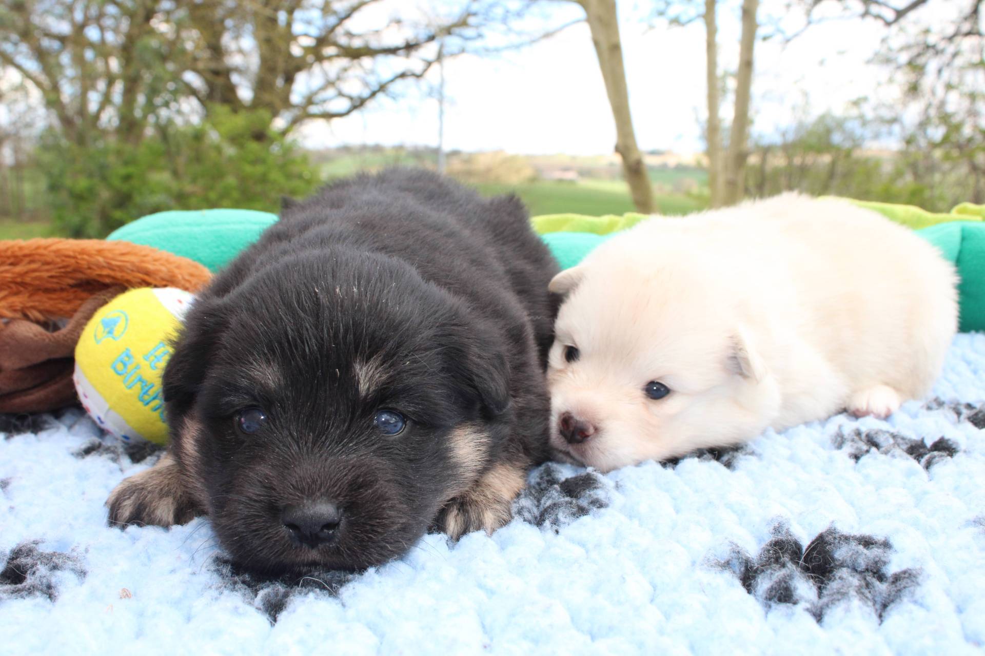 Chiots Finnois de Laponie  neuvième