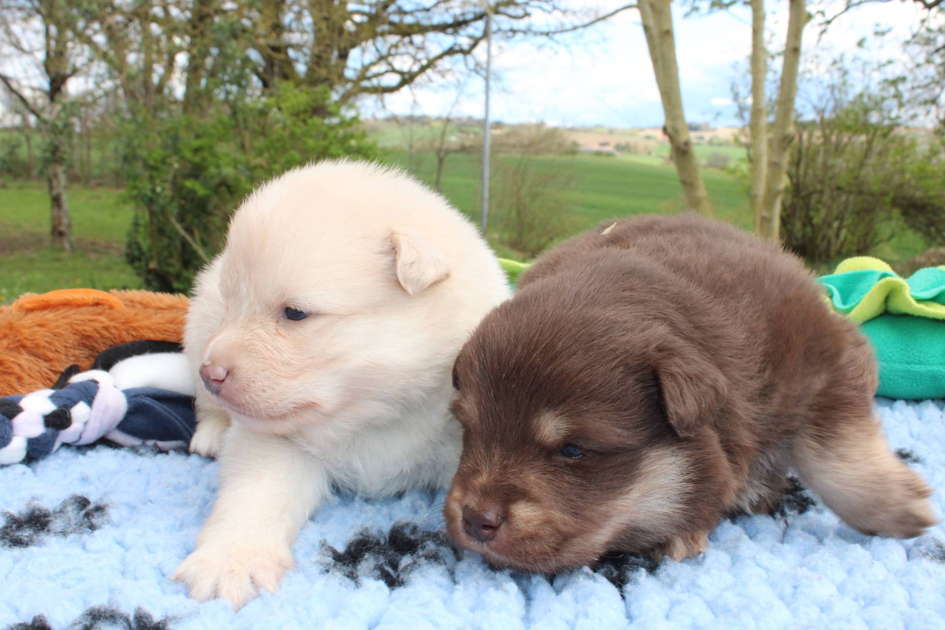 Chiots Finnois de Laponie  troisième