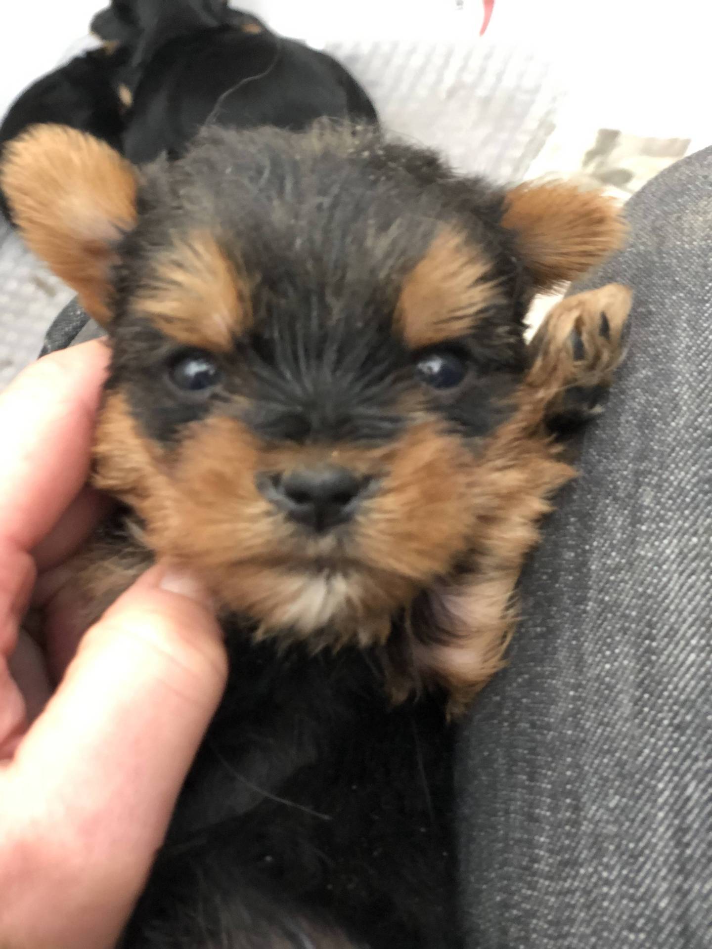 Bébés Yorkshires à vendre  première