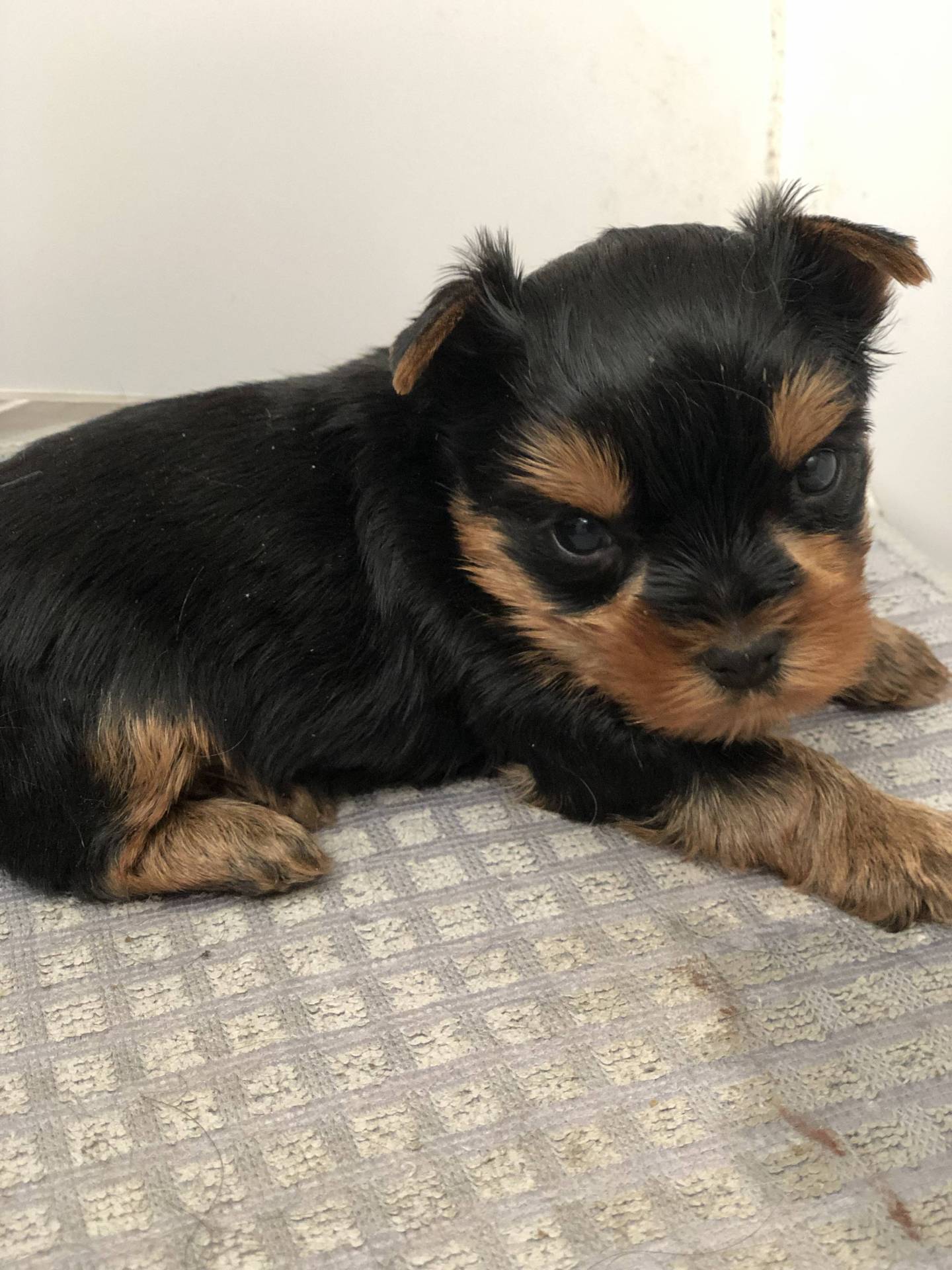 Bébés Yorkshires à vendre  septième