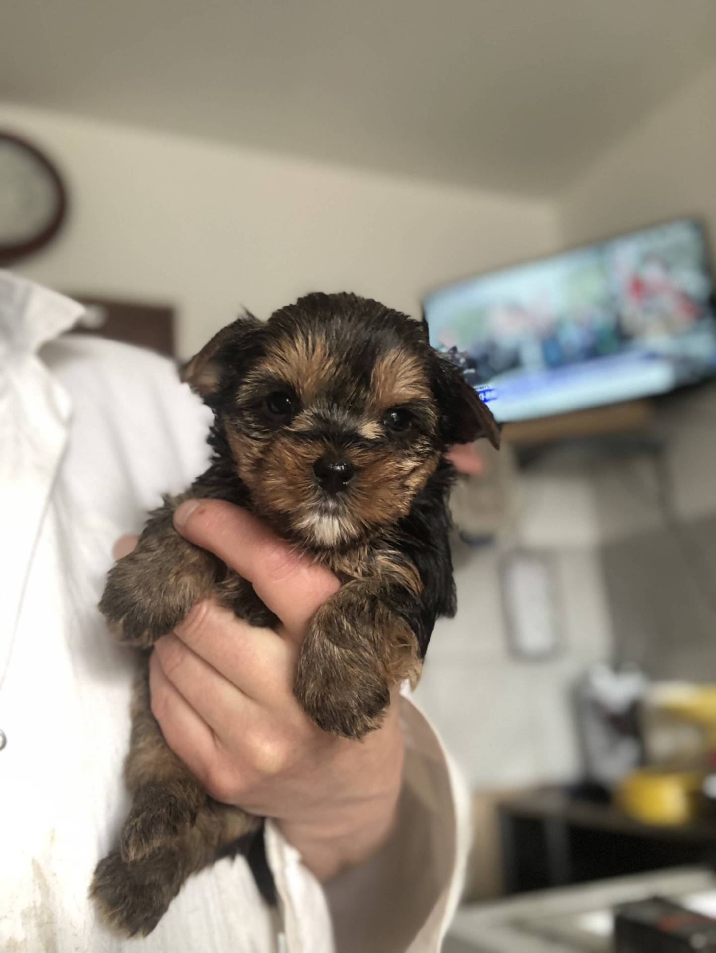 Bébés Yorkshires à vendre  troisième
