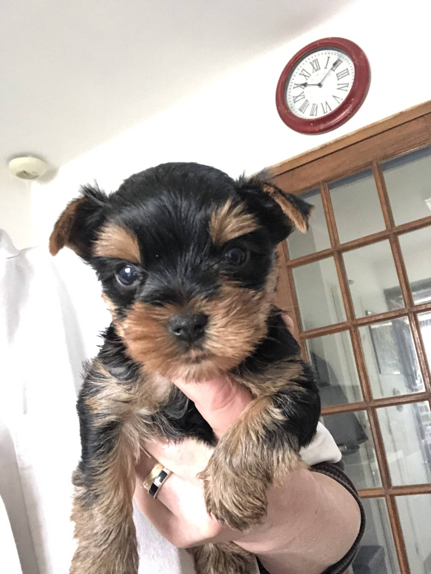 Bébés Yorkshires à vendre  quatrième