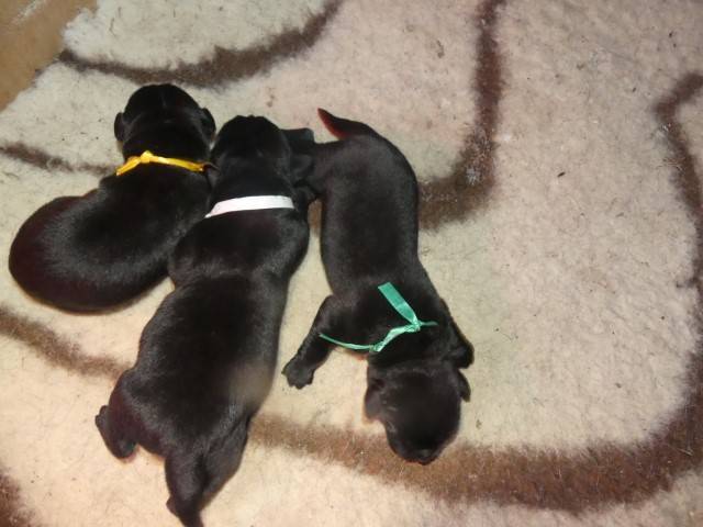 Chiots labradors   troisième