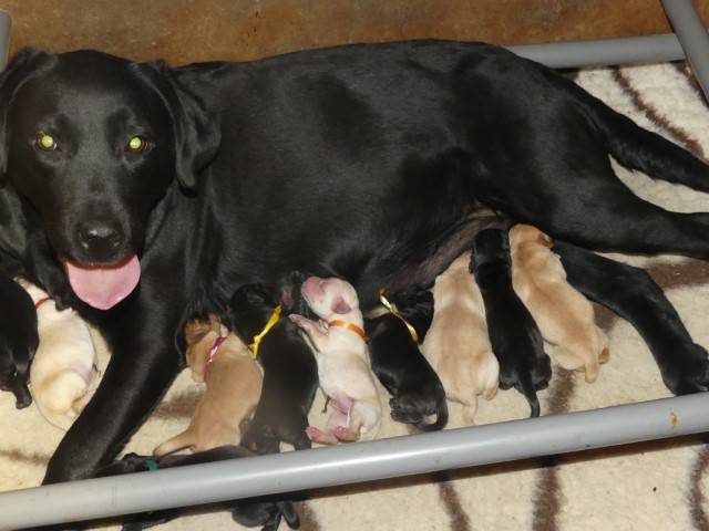Chiots labradors   huitième