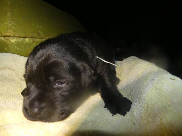 Chiots labradors   sixième