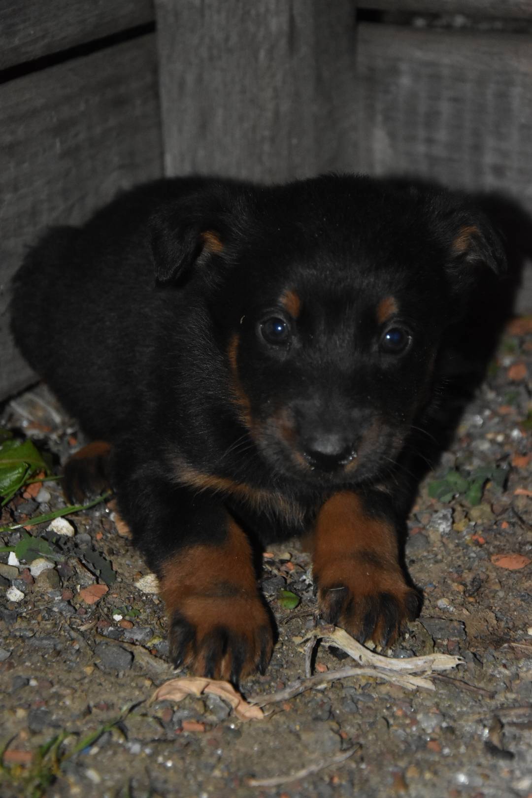 Chiot beauceron Lof  première
