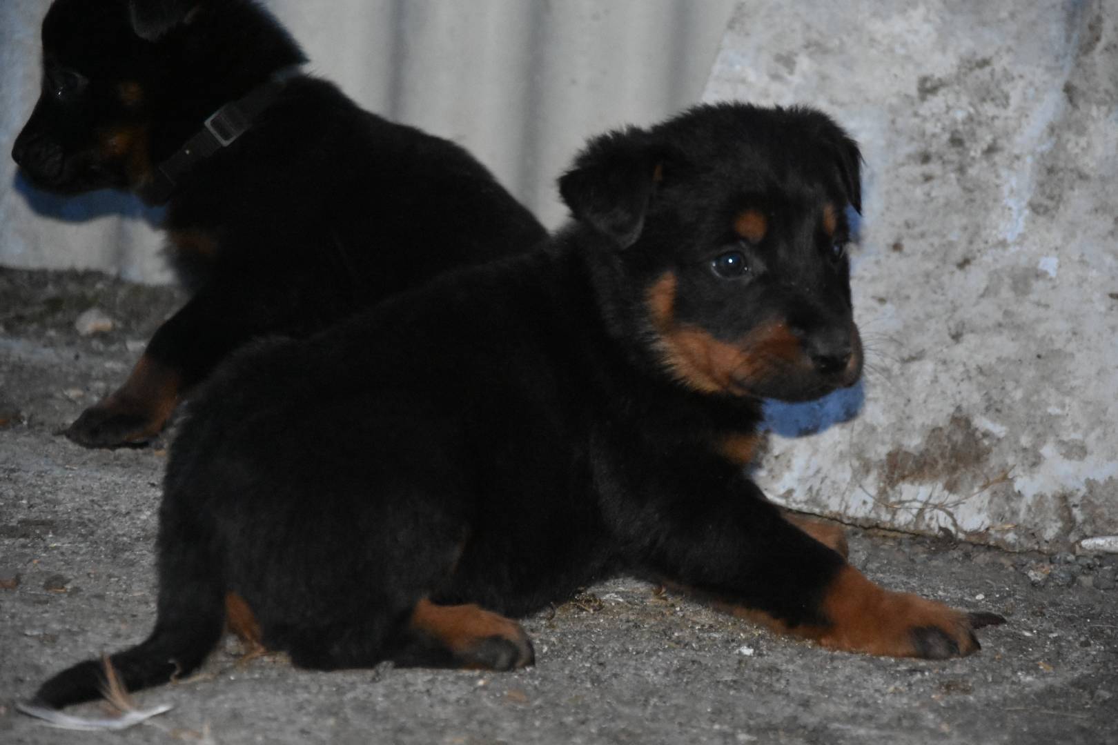 Chiot beauceron Lof  troisième