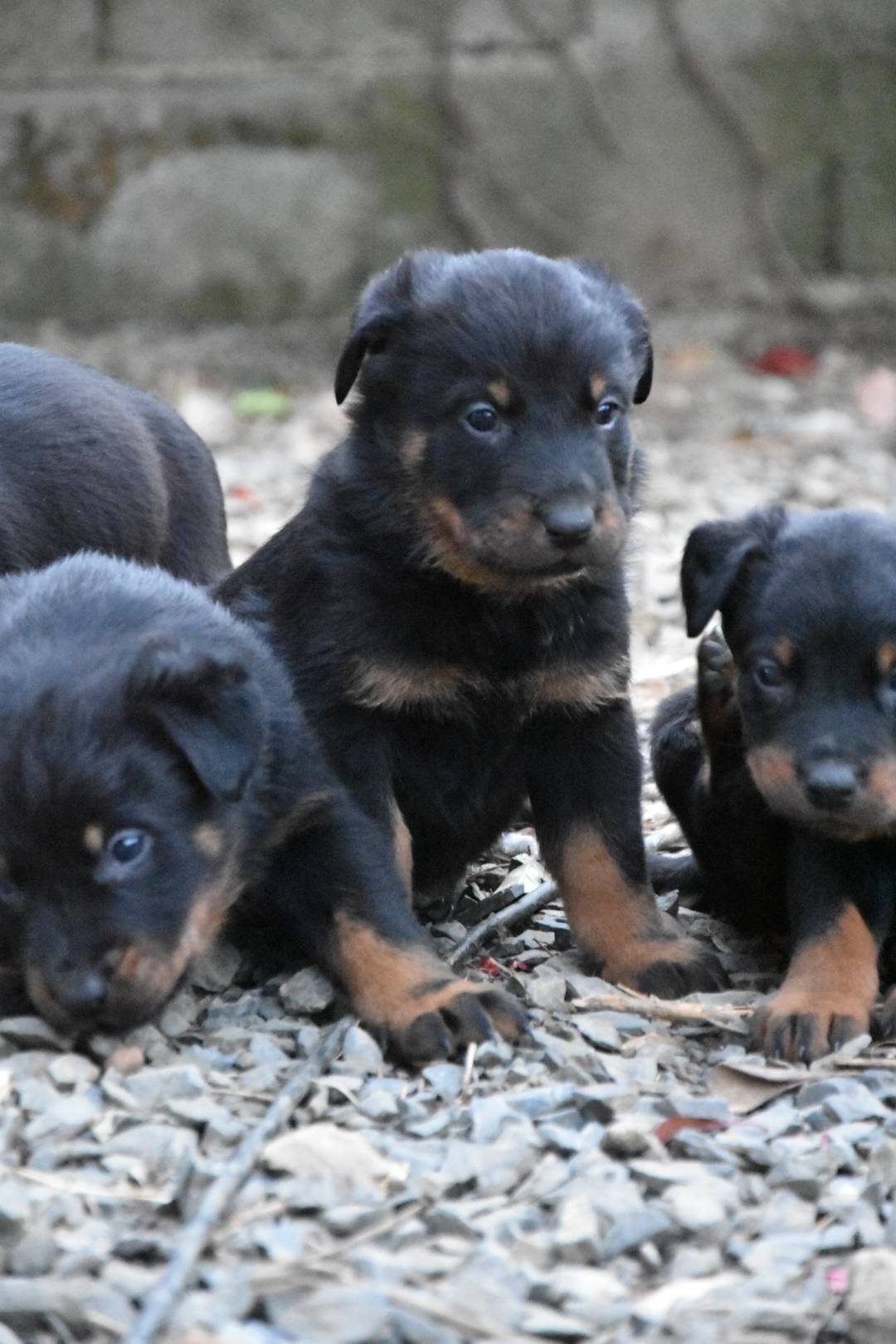 Chiot beauceron non Lof  deuxième