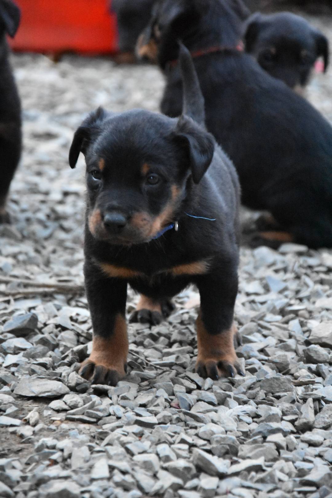 Chiot beauceron non Lof  septième