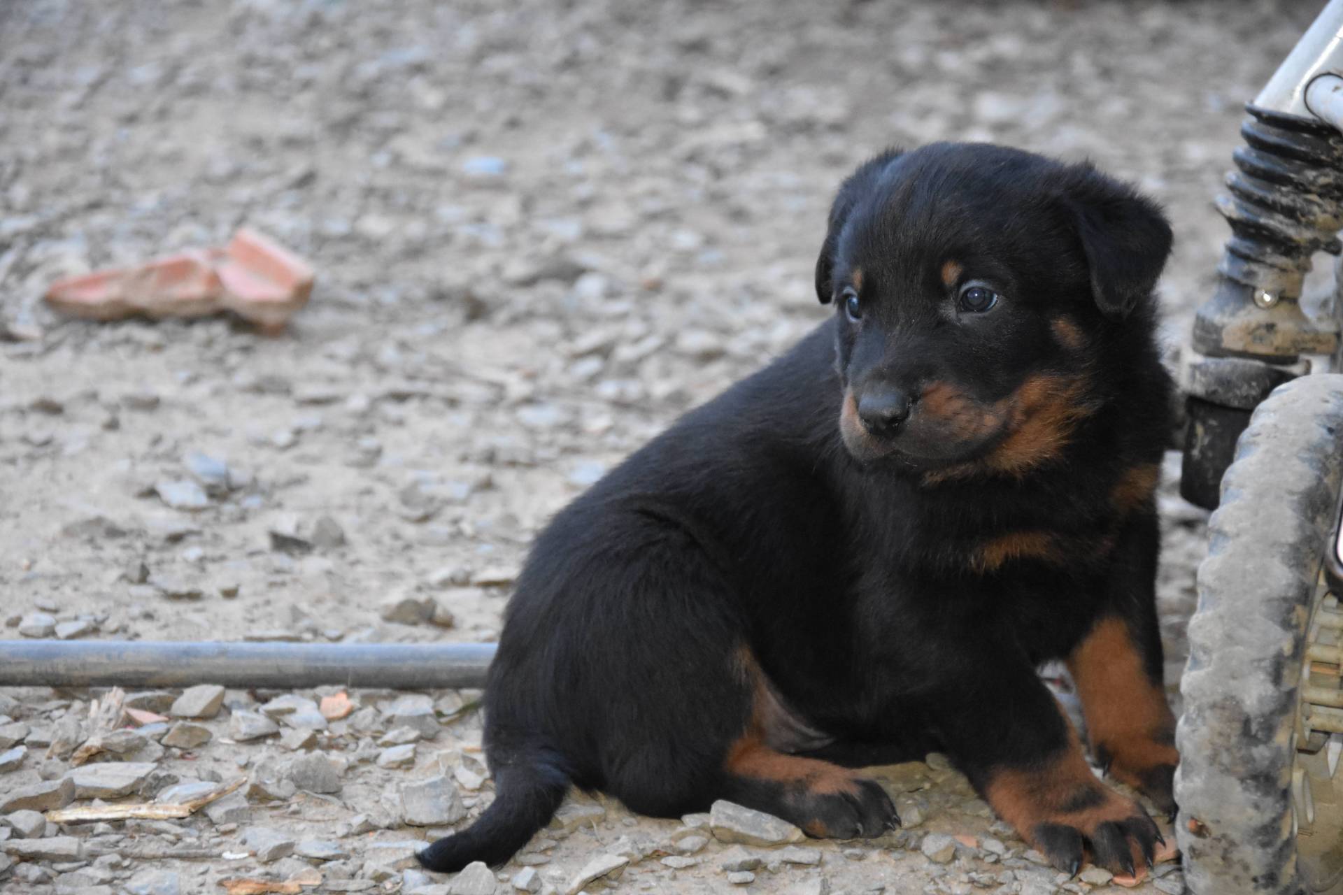 Chiot beauceron non Lof  huitième