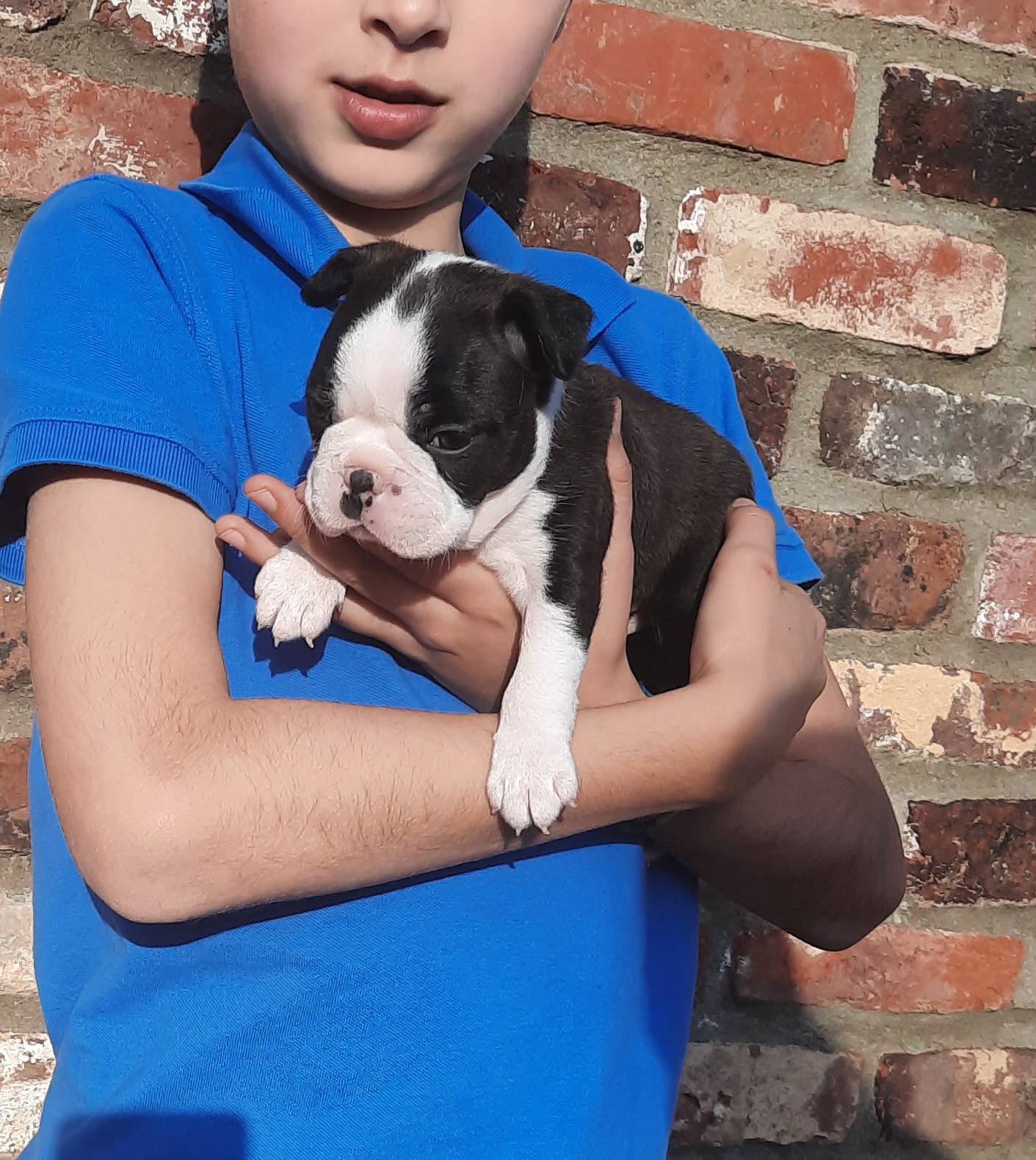 Portée Boston Terrier à vendre  sixième