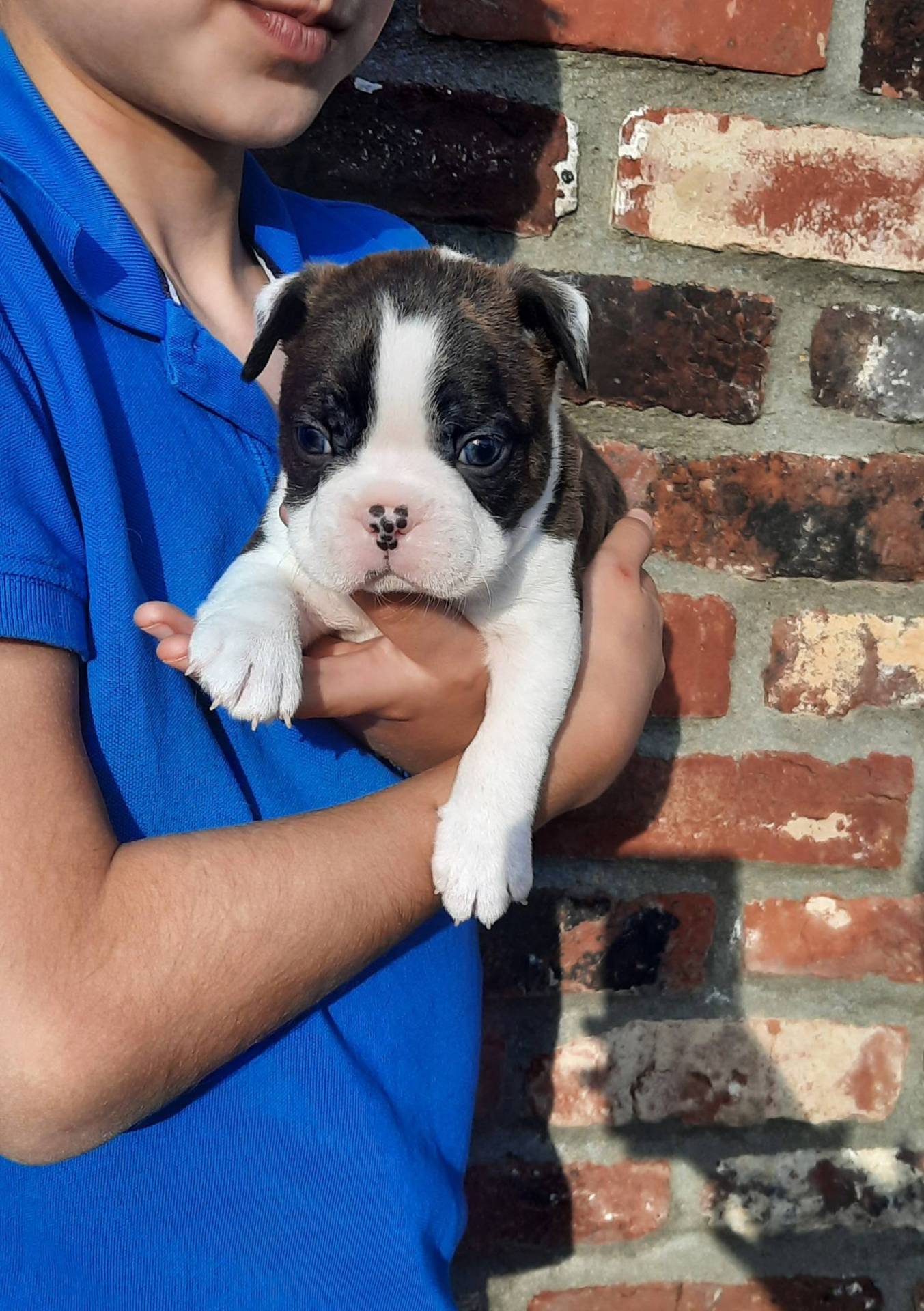 Portée Boston Terrier à vendre  septième
