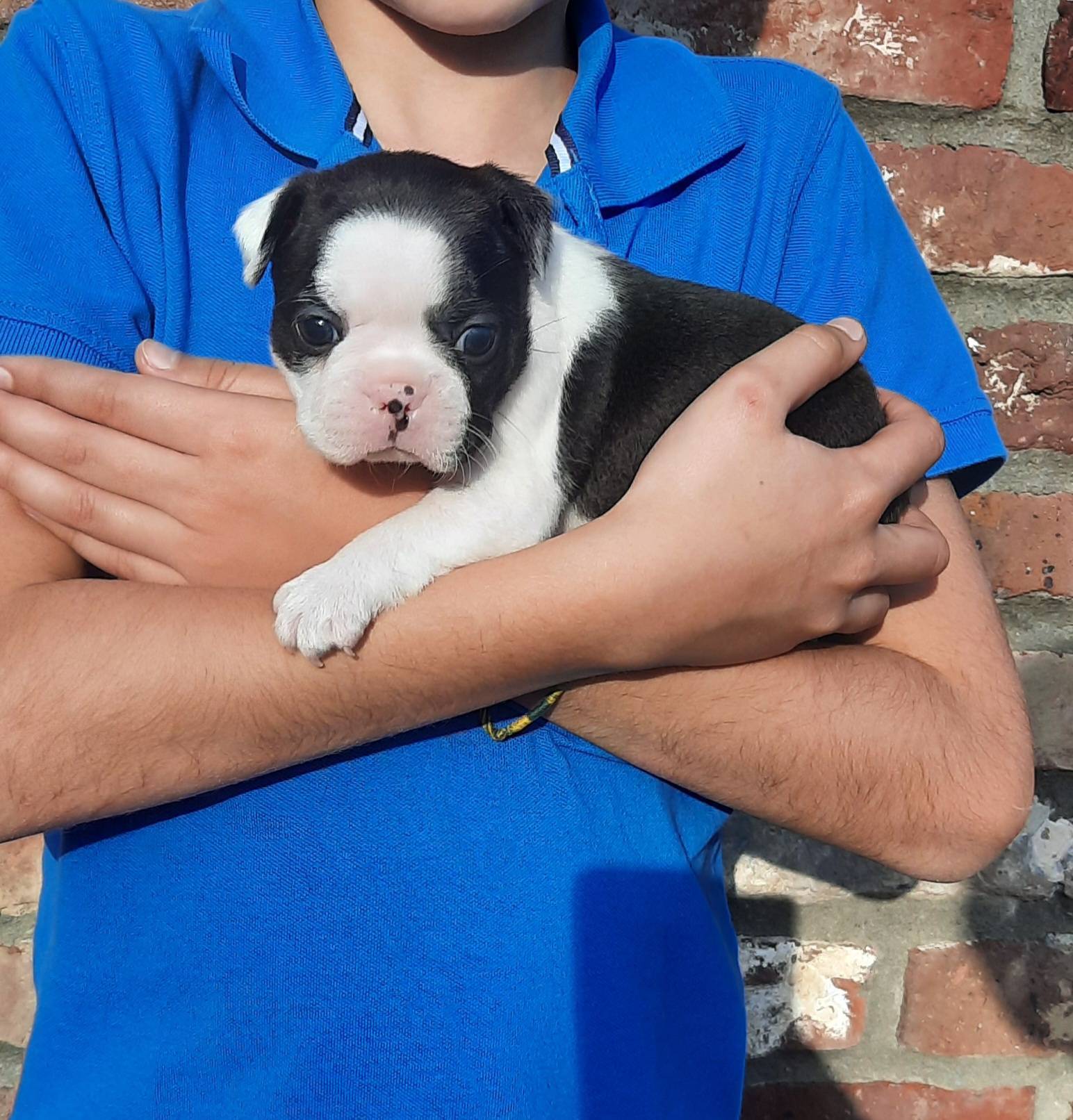 Portée Boston Terrier à vendre  troisième